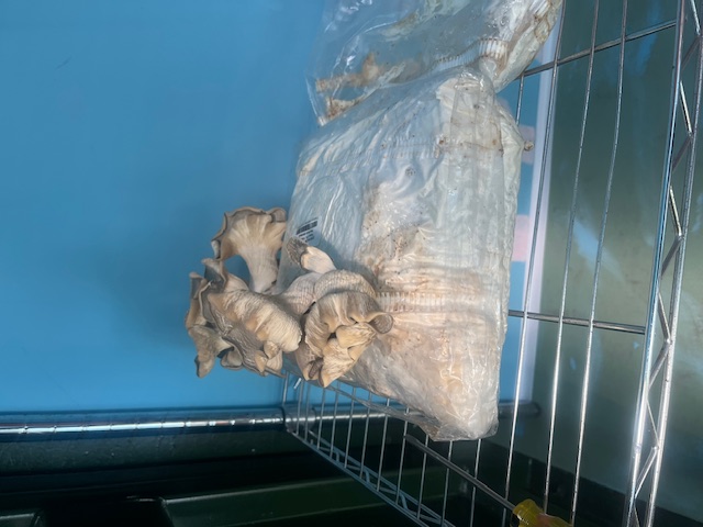 Mushrooms being grown for the cooking of ready meals 